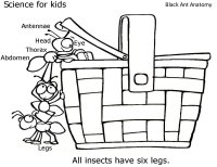 Ant Anatomy Science For Kids