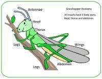 Grasshopper Anatomy Poster For Kids