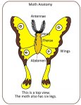 Moth Anatomy Poster