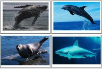 Preschool Science – Ocean Animal Cards