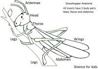 Grasshopper Anatomy Coloring Page For Kids
