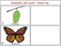 Butterfly Life Cycle Printable Game