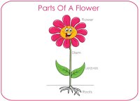 Parts of a flower poster
