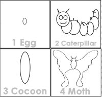 Moth Life Cycle, Science For Kids