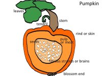 October Lesson plans for Science for kids – Parts Of A Pumpkin Poster